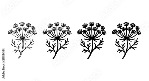 Foto Botanical Dill Herb Illustrations, Delicate Umbel Flower Vector Graphics, Fresh