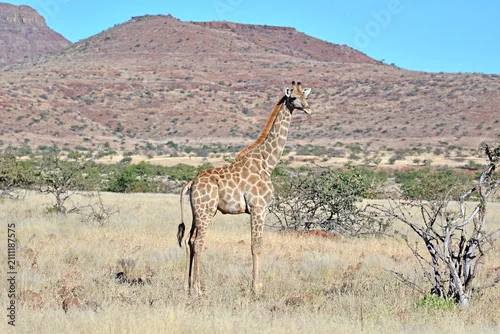 Obraz Giraffe