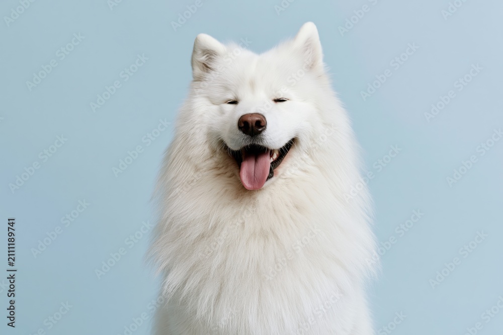 Fototapeta premium The Smiling Samoyed in a Fluffy White Coat against a Soft Blue Studio Background
