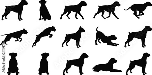 Fotografie Boxer, dog, silhouette, vector, set, collection, standing, sitting, running, wal