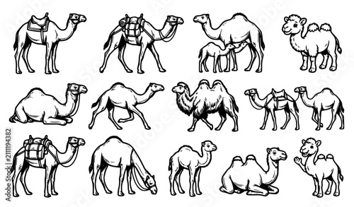 Foto Camel animal linear black and white cartoon vector illustration set in various standing sitting and walking poses