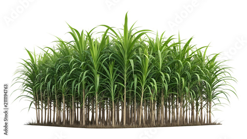 Fresh Green Sugarcane Plant Field Isolated on White Background