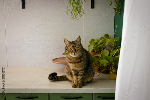 Fotografía An adult female grey striped tabby cat sitting on a white kitchen countertop and looking directly into the camera lens with big green eyes close to some houseplants against a white tile background