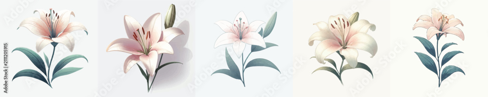 Obraz premium Lily Flower Vector Illustration