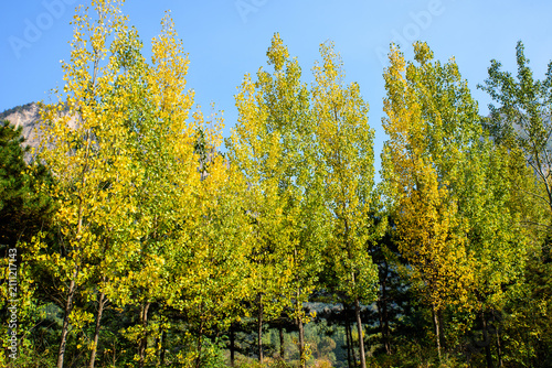 Canvastavla A Row of Poplar Trees in the Southern Taihang Mountains in Autumn