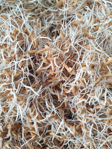 Quadro su tela Sprouted rice seeds with long white roots and golden husks, selective focus