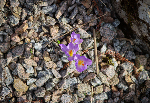 Spring crocuses breaking through the stones