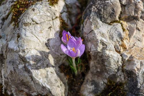 Spring flowers, crowberries, growing in a rock crevice