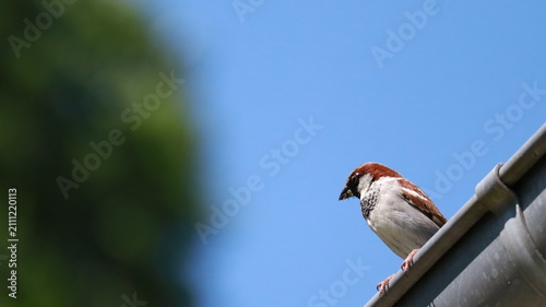 Photography House Sparrow Perched in Trees and Urban Environments – Common Wild Bird in Natu