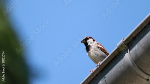 Canvas Print House Sparrow Perched in Trees and Urban Environments – Common Wild Bird in Natu