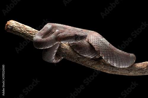 a mangrove pit viper coiled around a tree log