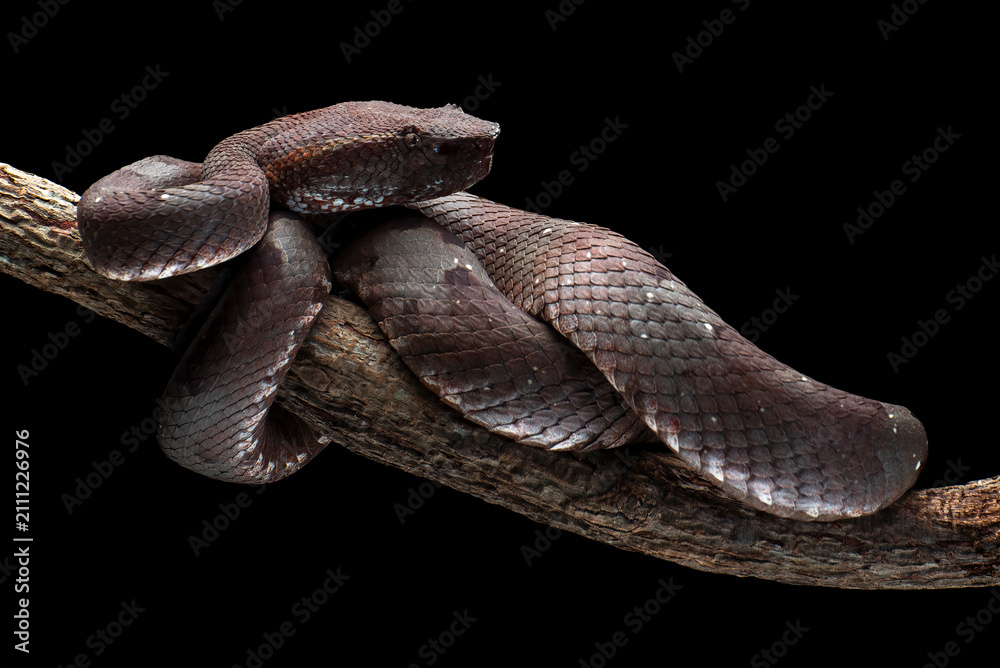 Obraz premium a mangrove pit viper coiled around a tree log