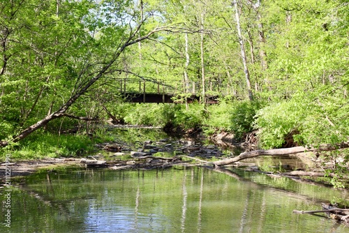The peaceful stream in the woods on a sunny day.