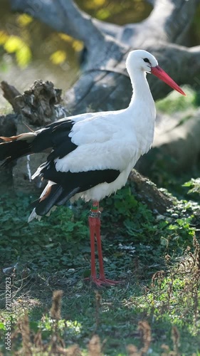 White Stork Near The River Walks Gracefully, Tending To Its Feathers In A Serene Setting