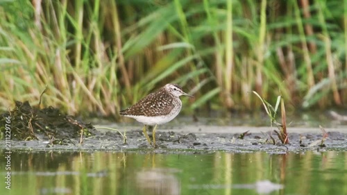 Wood Sandpiper Bird In The Marsh Seeks Food