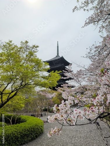 Tō-ji Temple Five-Story Pagoda with Cherry Blossoms, Kyoto