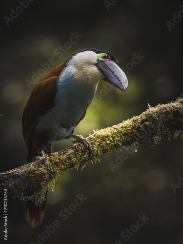 Black-billed Mountain Toucan (Andigena nigrirostris) perched on a lush mossy branch in the cloud forests of Colombia.