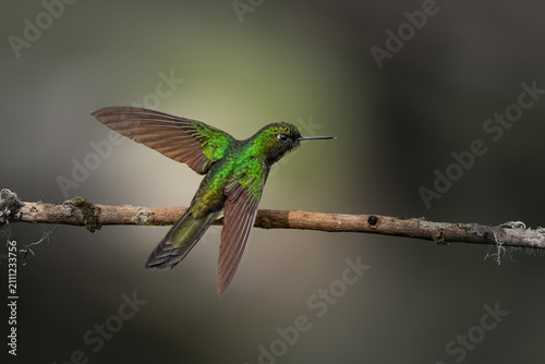 Tourmaline Sunangel (Heliangelus exortis) hummingbird in flight with spread wings in the cloud forests of Colombia.