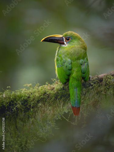Andean Toucanet (Aulacorhynchus albivitta) perched on a lush mossy branch in the cloud forests of Colombia.