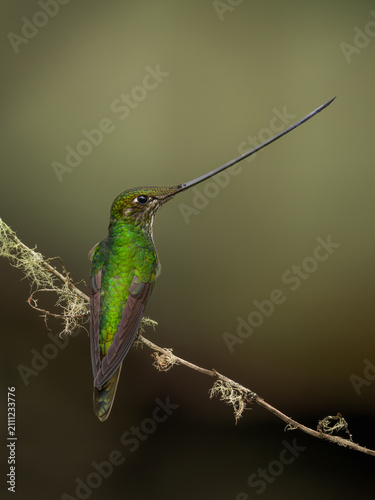 Extraordinary Sword-billed Hummingbird (Ensifera ensifera) with its exceptionally long beak in the cloud forests of Colombia.