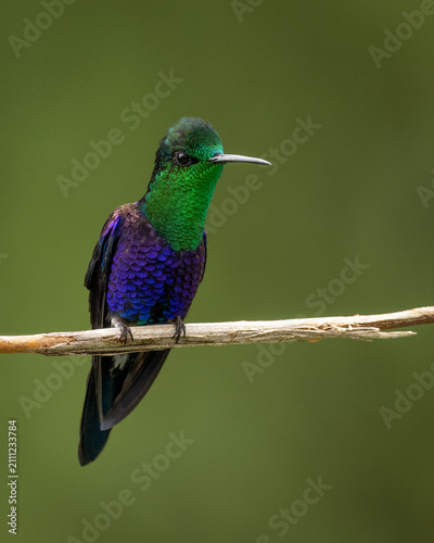 Male Crowned Woodnymph (Thalurania colombica) hummingbird hovering in mid-air in the tropical rainforest of Colombia.
