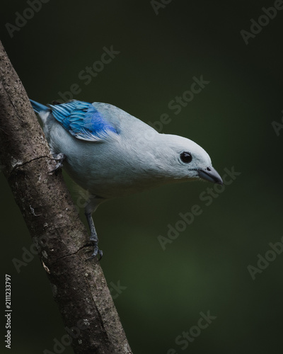 Blue-grey Tanager (Thraupis episcopus) perched on a branch in the tropical rainforest of Colombia.