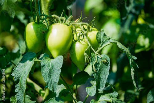 Green, unripe tomatoes hanging in clusters on the plant in the country garden.