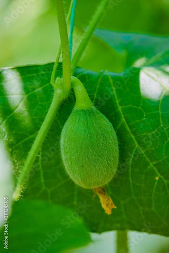 Image of a cucumber (Cucumis sativus), a vegetable in the Cucurbitaceae family.