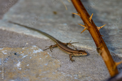 a wall lizard (Podarcis muralis), an agile species that prefers stony or rocky habitats.