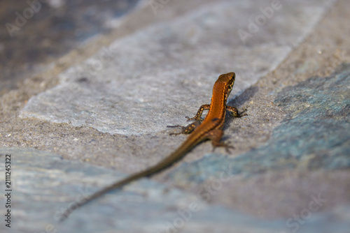 a wall lizard (Podarcis muralis), an agile species that prefers stony or rocky habitats.