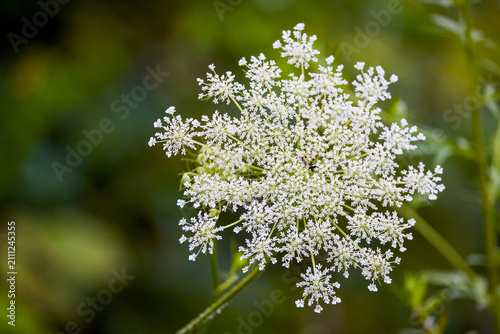 Close up of a wild carrot flower (Daucus carota).
