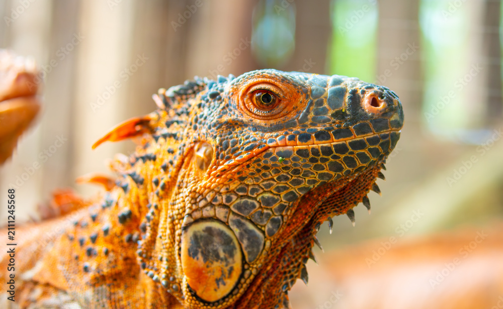 Fototapeta premium A close-up of an iguana. A beautiful, multicolored lizard with vibrant, colorful skin. An exotic, tropical animal.