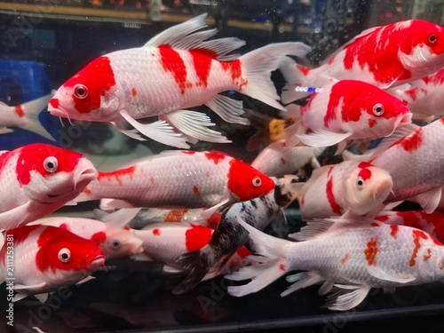 Foto Red and white koi swim in clear water