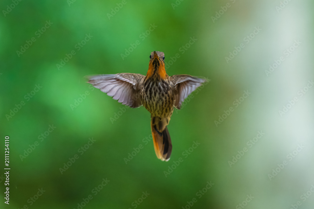 Fototapeta premium Saw-billed Hermit (Ramphodon naevius) hovering in flight with tongue extended, Atlantic Forest, Brazil.