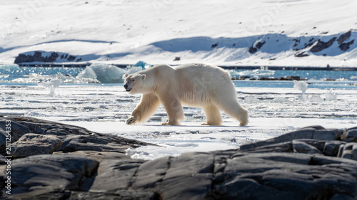 Adult male polar bear, Ursus maritimus, walking on the fast ice in its natural habitat, with a snow and fjord landscape background, and a rocky foreground. Kongsfjorden, Svalbard.