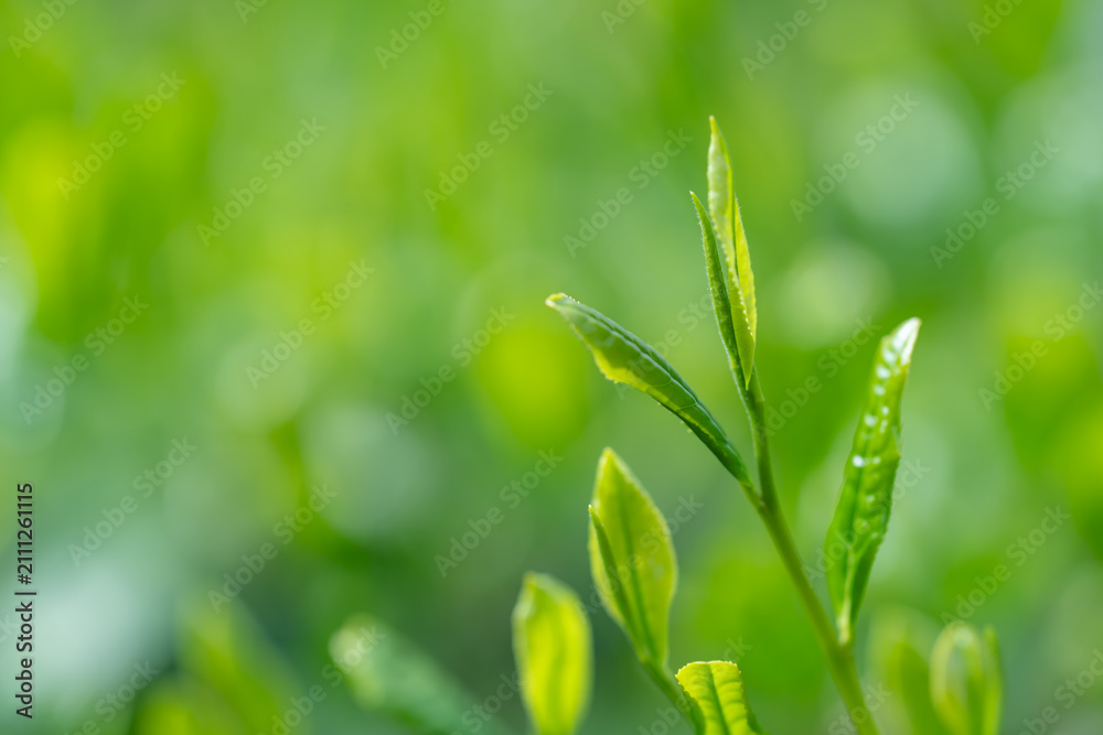 Obraz premium 茶葉 新茶