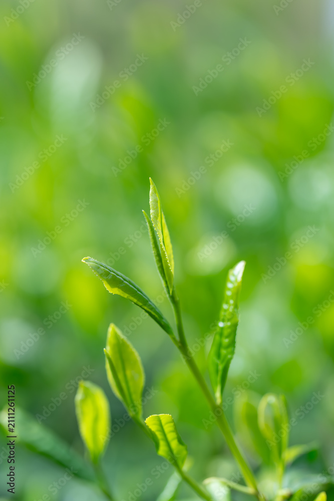 Obraz premium 茶葉 新茶
