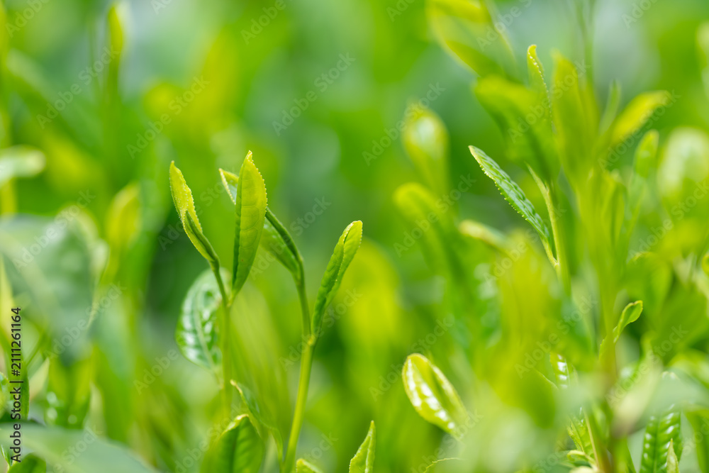 Obraz premium 茶葉 新茶