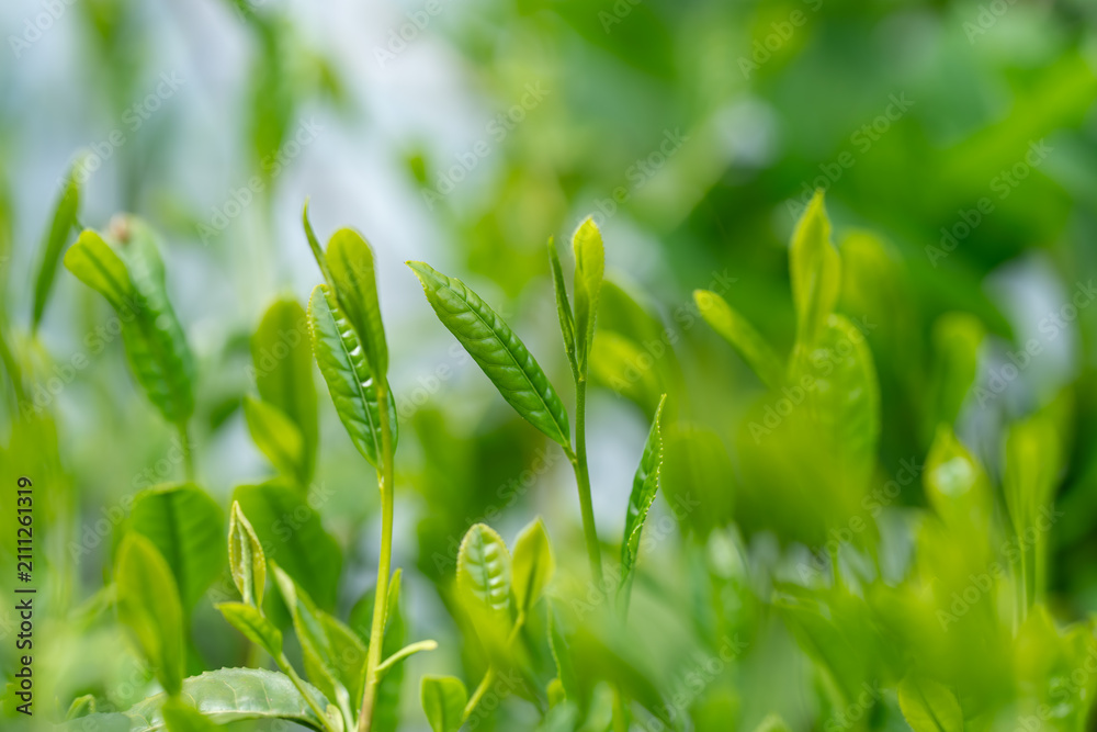 Obraz premium 茶葉 新茶