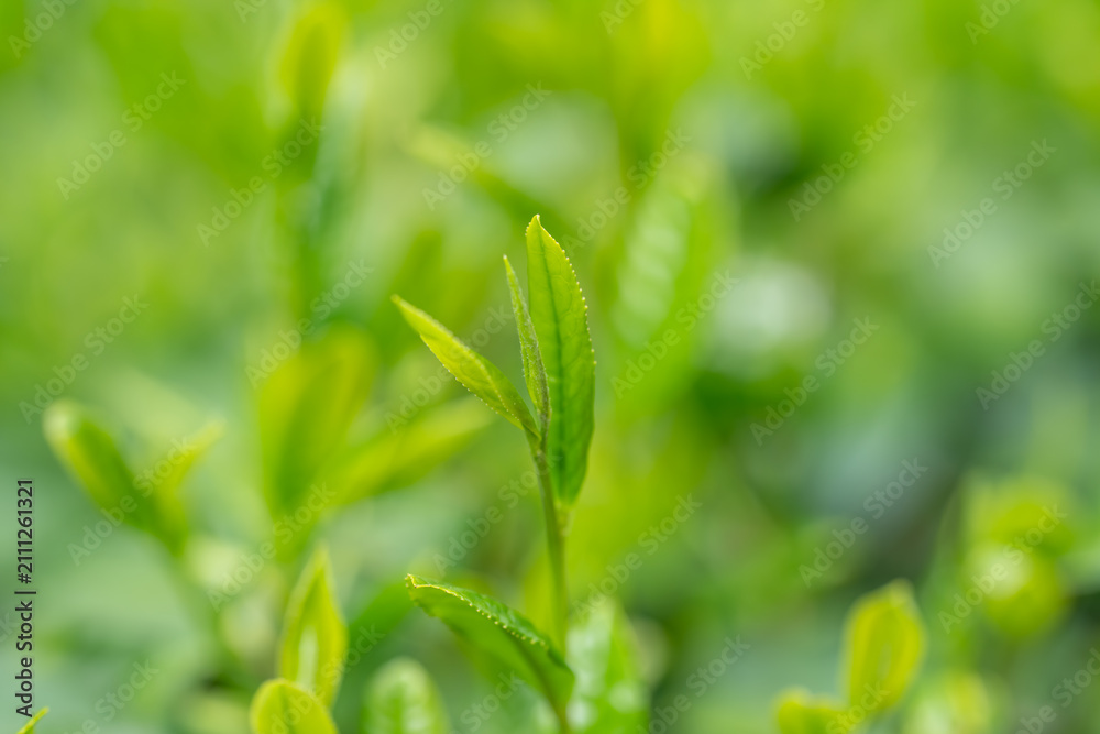 Obraz premium 茶葉 新茶