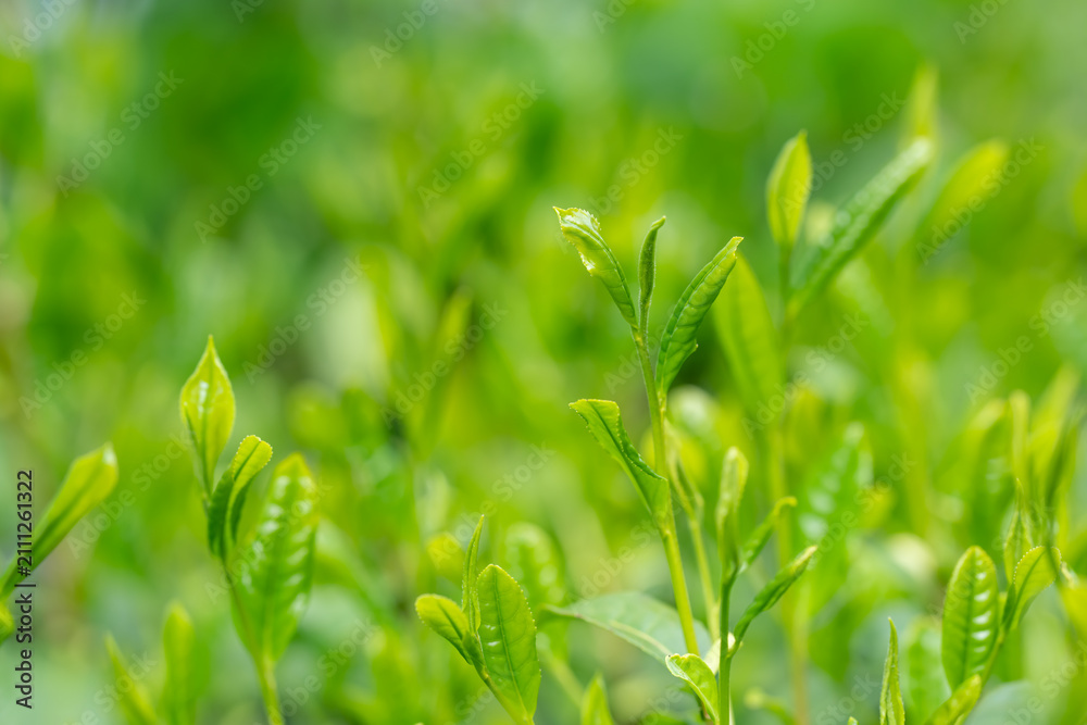 Obraz premium 茶葉 新茶
