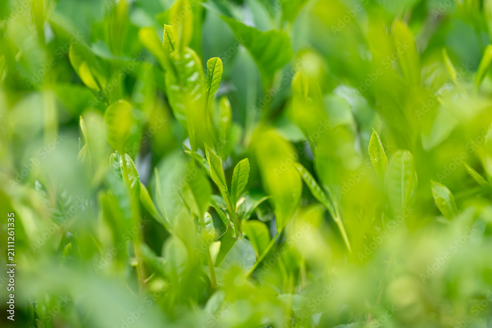Obraz premium 茶葉 新茶