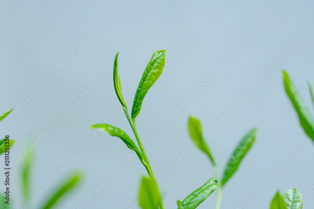 Obraz premium 茶葉 新茶