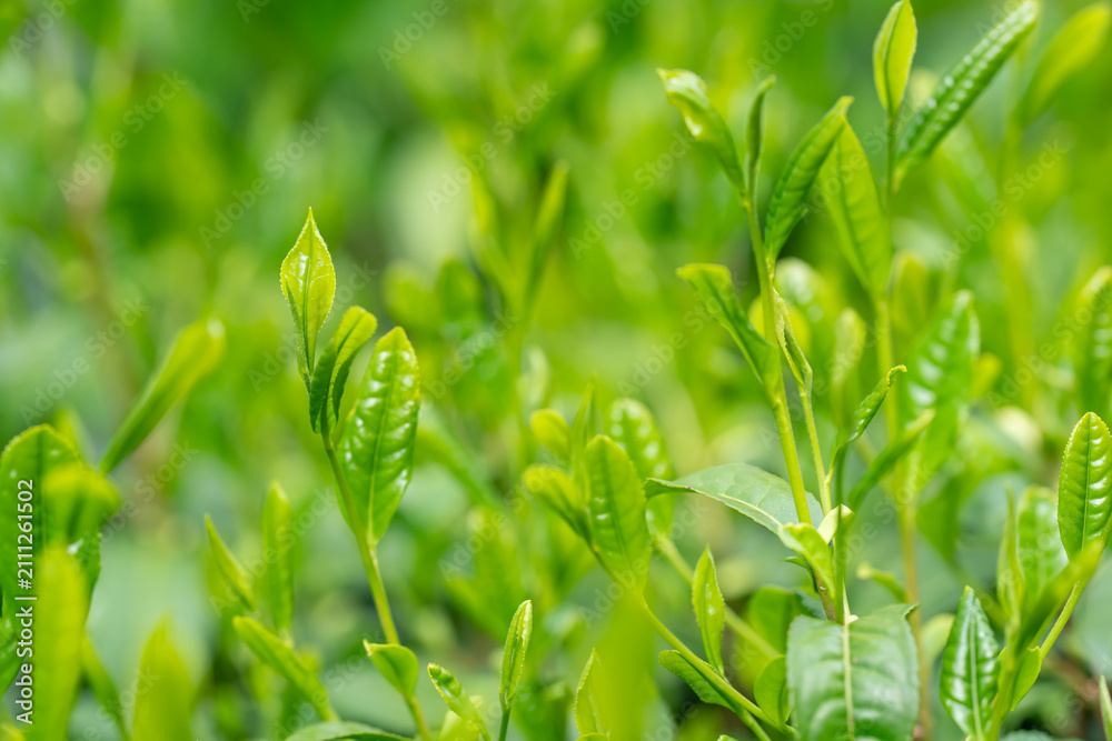 Obraz premium 茶葉 新茶