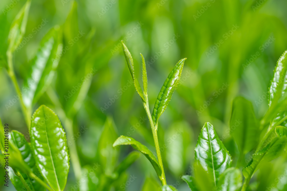 Obraz premium 茶葉 新茶