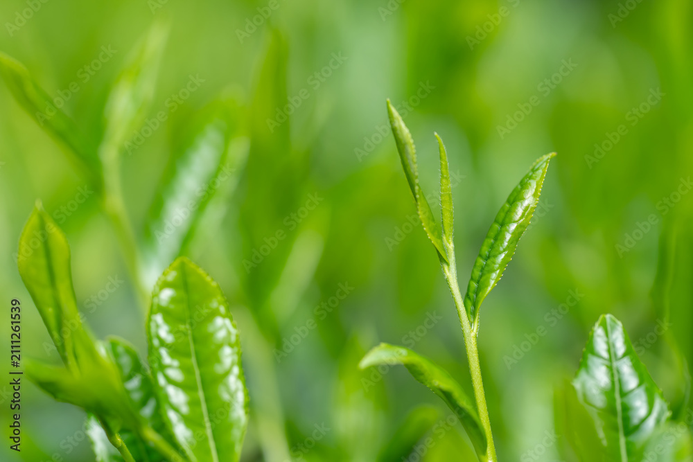 Obraz premium 茶葉 新茶