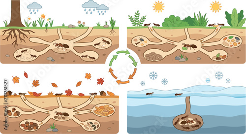 Bild auf Leinwand Ant colony seasonal adaptation vector diagram set showing underground nest chang