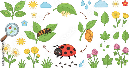 Cuadro en lienzo Cute cartoon ladybug life cycle vector set with eggs larva pupa adult beetle and
