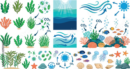 Fotografie Marine kelp forest and coral reef ecosystem vector diagram set showing carbon di