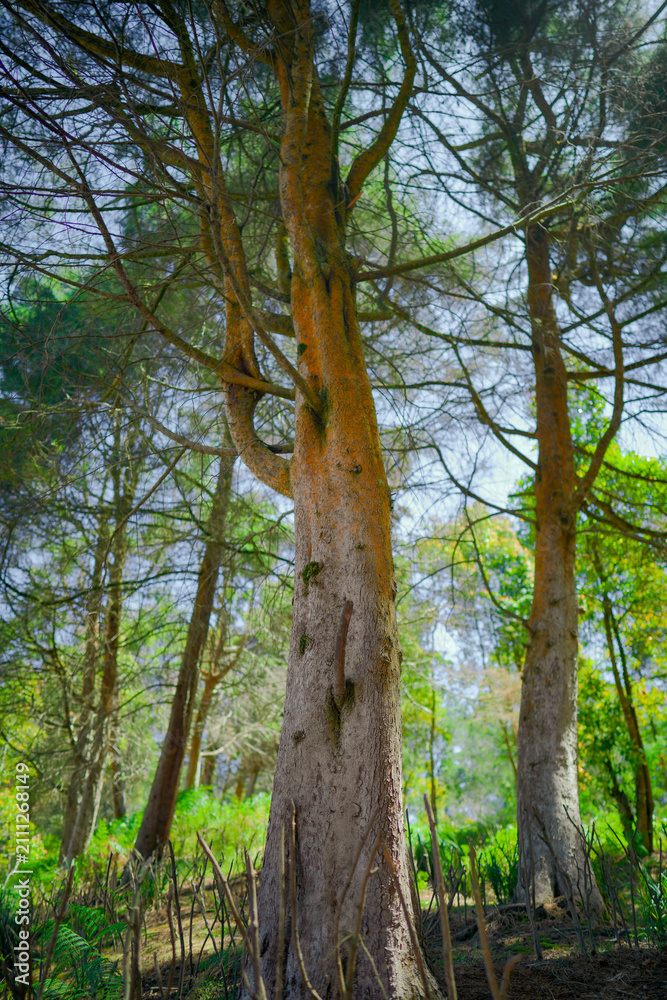 Fototapeta premium Low angle view of majestic pine trees in a lush evergreen forest with sunlight filtering through dense green canopy